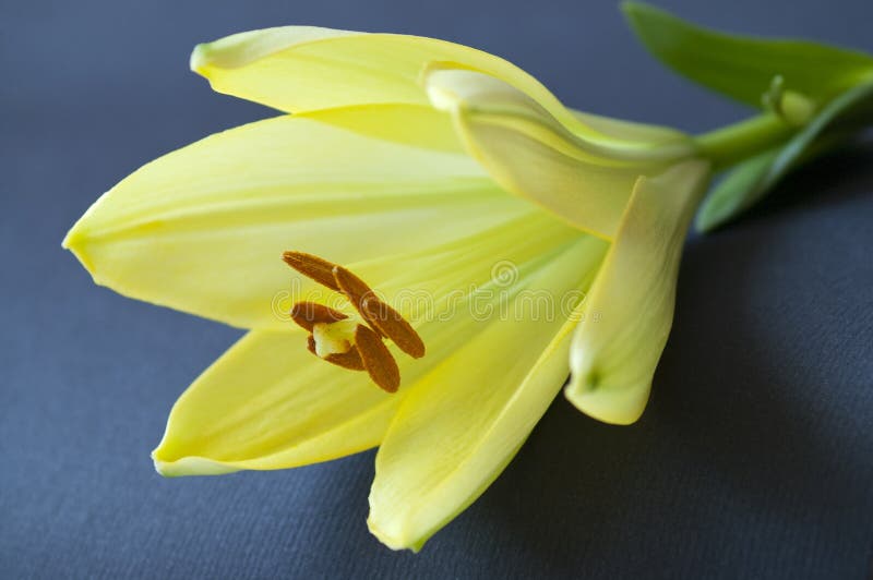 Flor amarilla del lirio imagen de archivo. Imagen de detalle - 26338741