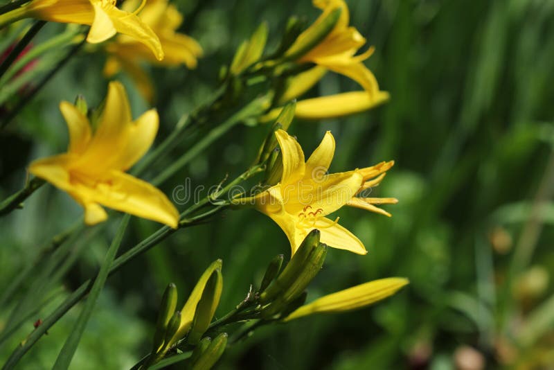 Flor Amarilla Del Lirio De Día O Floración Del Hemerocallis Foto de archivo  - Imagen de flor, resplandeciente: 94249640