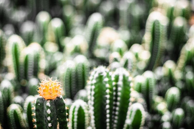 Flor amarilla del primer - fondo de la idea del concepto del stilllife del ambiente de vida de la naturaleza del cactus del tiro foto de archivo Flor amarilla del primer - fondo de la idea del concepto del stilllife del ambiente de vida de la naturaleza del cactus del tiro foto de archivo