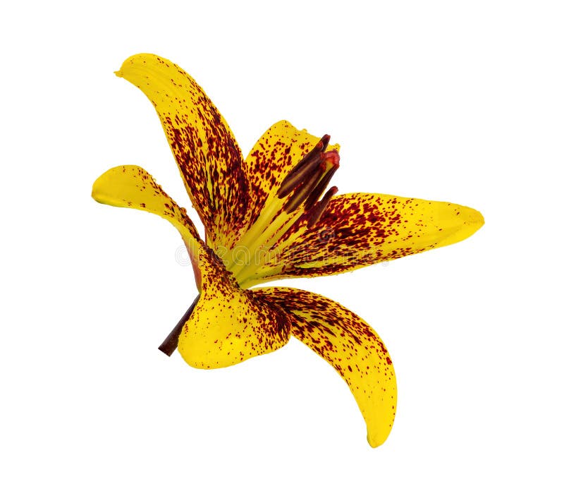 Flor amarilla sin fondo foto de archivo. Imagen de flora - 165303862