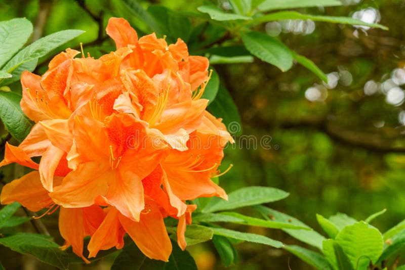 Flor Anaranjada De La Azalea En Primavera Imagen de archivo - Imagen de  unido, anaranjado: 149573361