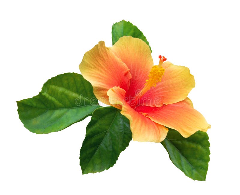 Flor anaranjada del hibisco del color con las hojas del verde aisladas en el fondo blanco, trayectoria