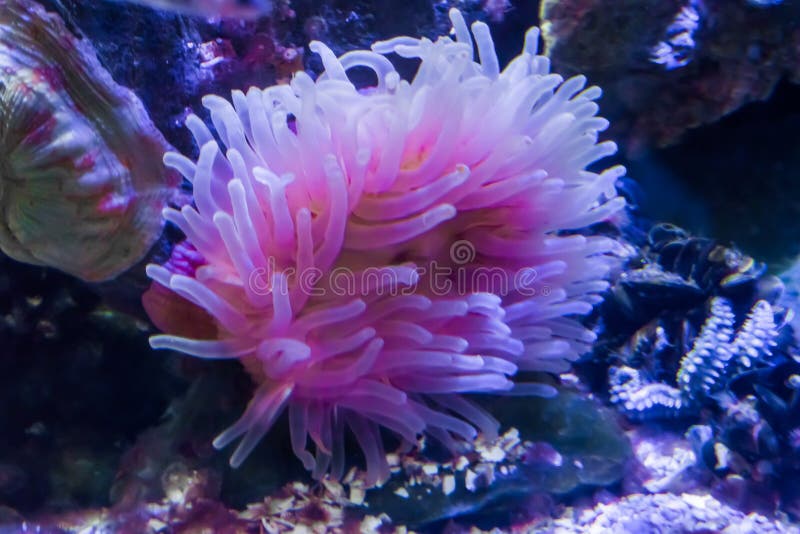 Flor animal blanca y rosada de la anémona de mar en un paisaje subacuático acuático del mar imágenes de archivo libres de regalías Flor animal blanca y rosada de la anémona de mar en un paisaje subacuático acuático del mar imágenes de archivo libres de regalías