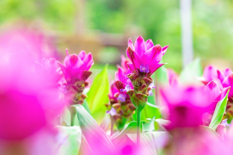 Flor ascendente próxima de Krachai da foto no parque Campo de flor natural Flor cor-de-rosa no fundo do borrão foto de stock Flor ascendente próxima de Krachai da foto no parque Campo de flor natural Flor cor-de-rosa no fundo do borrão foto de stock