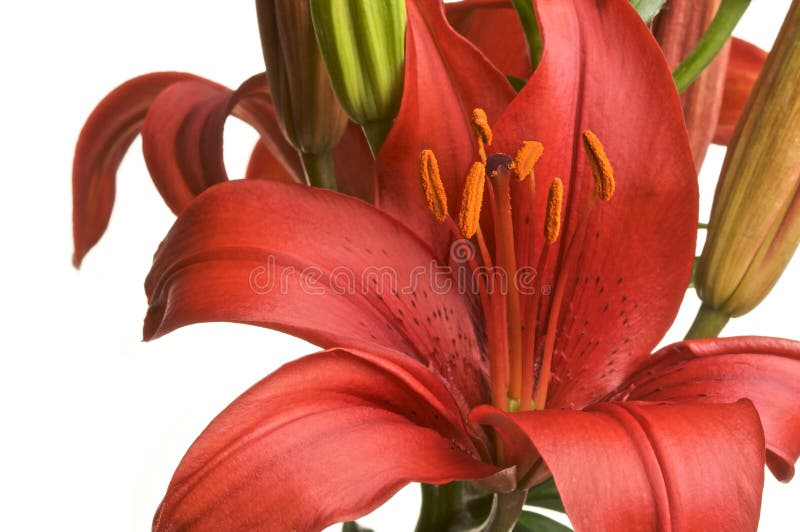 Beautiful Asiatic Lily Bloom on a White Background. Beautiful Asiatic Lily Bloom on a White Background.