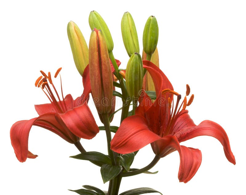 Beautiful Asiatic Lily Bloom on a White Background. Beautiful Asiatic Lily Bloom on a White Background.