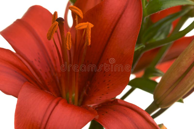 Stunning Asiatic Lily Bloom on a White Background. Stunning Asiatic Lily Bloom on a White Background.