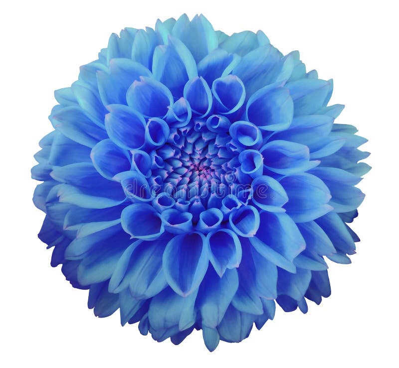 Flor Azul De La Dalia, Fondo Blanco Aislado Con La Trayectoria De Recortes  Primer Foto de archivo - Imagen de casero, flora: 79634466