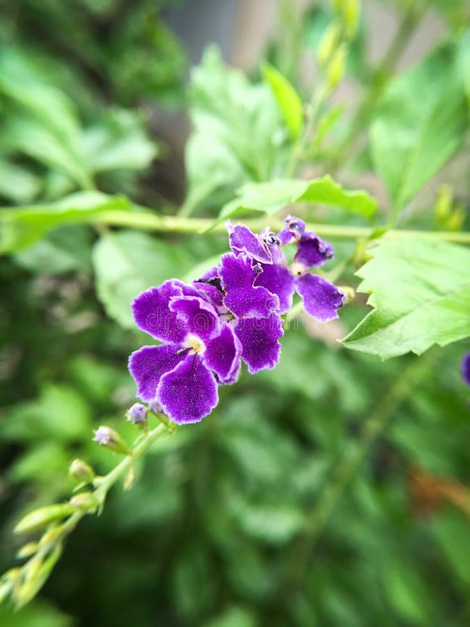 Flor azul de los repens de Duranta imagen de archivo Flor azul de los repens de Duranta imagen de archivo