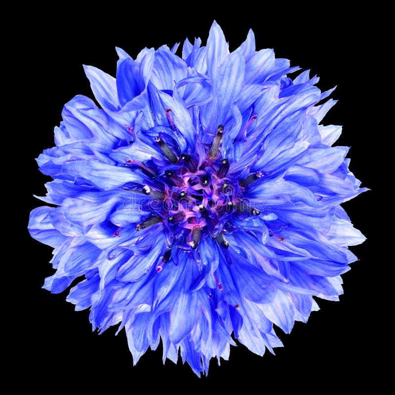 Flor azul del aciano aislada en fondo negro imagen de archivo libre de regalías Flor azul del aciano aislada en fondo negro imagen de archivo libre de regalías