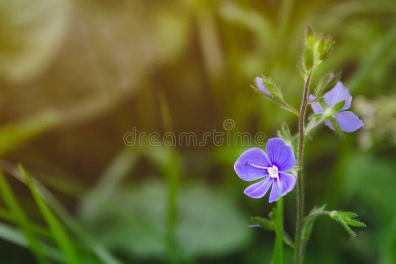 Flor azul en fondo borroso verde Tiro macro fotografía de archivo Flor azul en fondo borroso verde Tiro macro fotografía de archivo