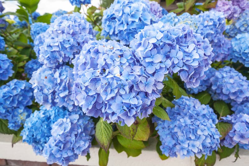 Hermosa Flor De Hortensia Azul Imagen de archivo - Imagen de ramo ...