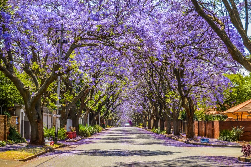 Azul-roxo Jacaranda Mimosifolia Floresceu Nas Ruas De Pretória Durante a  Primavera Em Outubro Na África Do Sul Foto de Stock - Imagem de nave, mola:  162777688