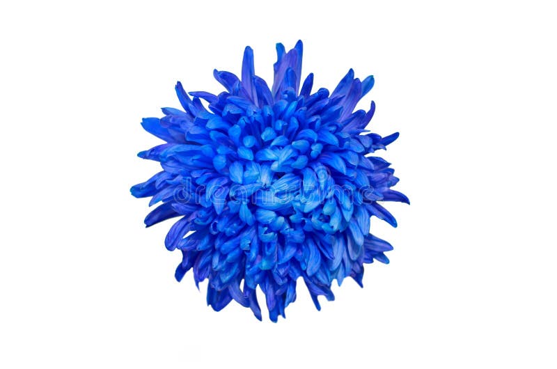 Flor azul profunda do crisântemo isolada sobre o fundo branco Dahlia Flowerhead Macro bonita imagens de stock Flor azul profunda do crisântemo isolada sobre o fundo branco Dahlia Flowerhead Macro bonita imagens de stock