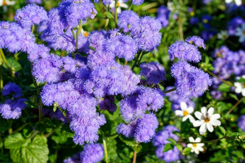 Flor azul púrpura llamativo de flores de flores de flores de flores de flores de flores de flores de flores de flores de flores de