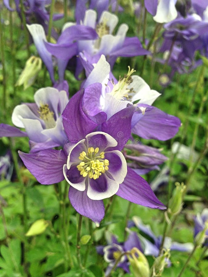 Flor azul violeta de Aquilegia Alpina fotos de archivo Flor azul violeta de Aquilegia Alpina fotos de archivo