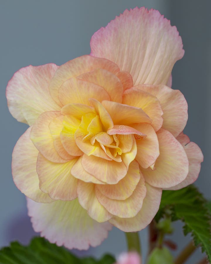 Flor Begonia De Tubérculo Rosa Amarillo Intenso Foto de archivo - Imagen de  colores, cierre: 195353280