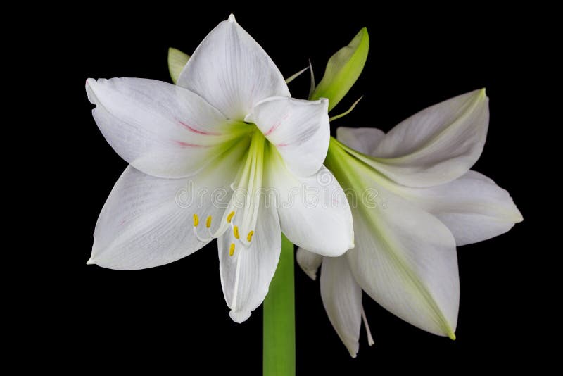 Flor blanca de la amarilis foto de archivo. Imagen de plantas - 81126688