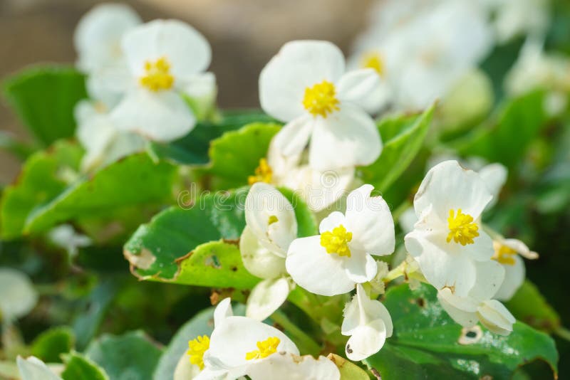 Flor Blanca De La Begonia En Jardín Imagen de archivo - Imagen de hermoso,  flora: 83758157