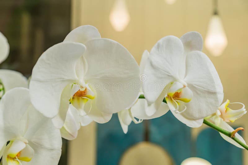 Flor blanca de la orqu?dea del phalaenopsis Planta tropical floreciente en casa El cultivar un huerto nacional imagen de archivo Flor blanca de la orqu?dea del phalaenopsis Planta tropical floreciente en casa El cultivar un huerto nacional imagen de archivo