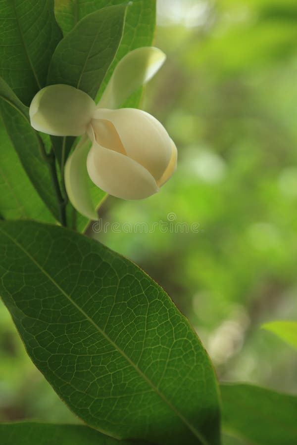 Flor blanca de los Cocos de Magnolita o de la magnolia imagen de archivo