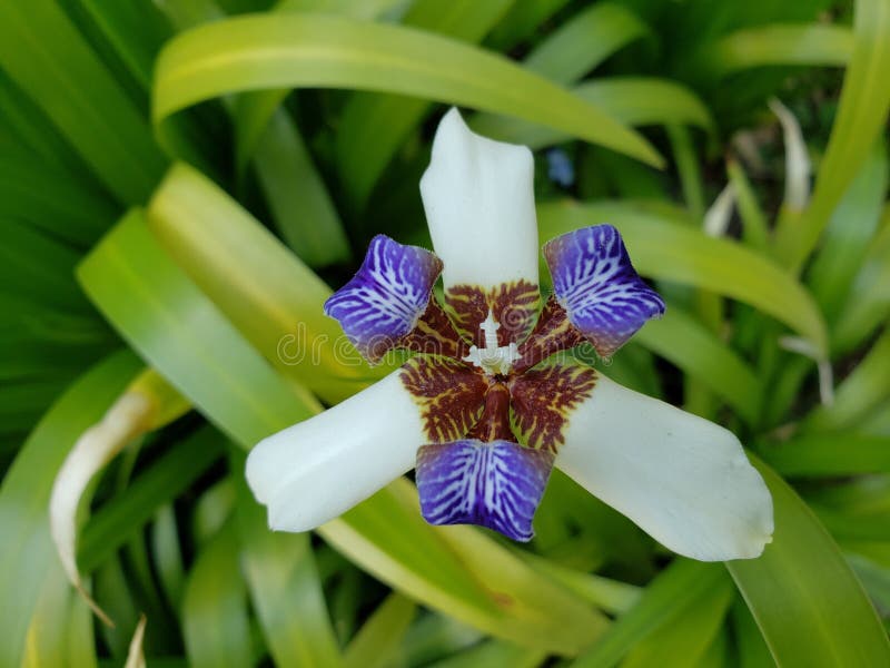 Flor Blanca Del Iris Con Púrpura En Un Jardín Foto de archivo - Imagen de  florecimiento, intenso: 142067486