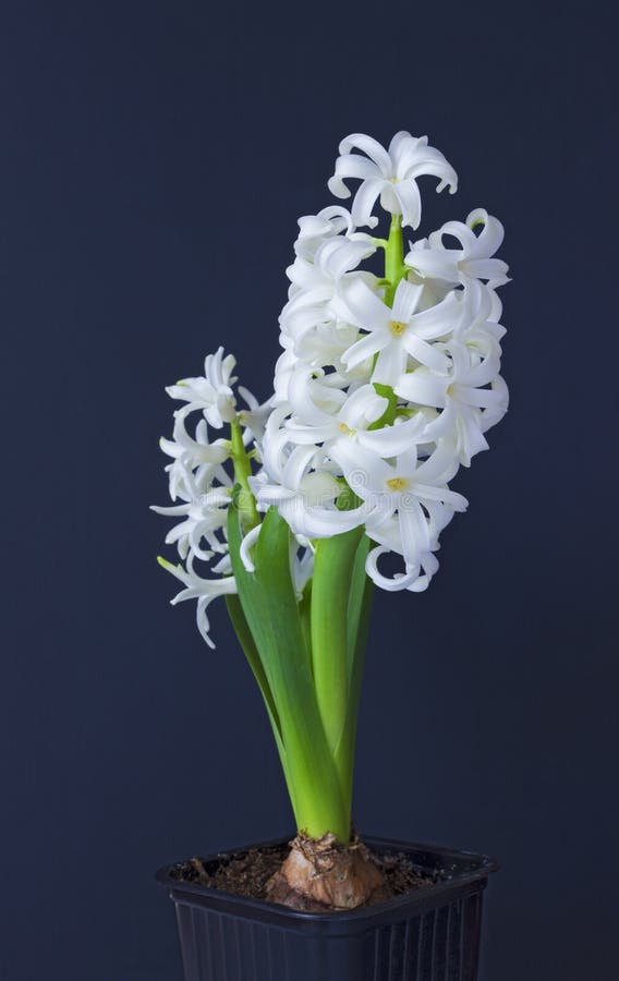 Flor Blanca Del Jacinto En El Fondo De Madera Negro Imagen de archivo - Imagen de flor, alarma: 88515331 Flor Blanca Del Jacinto En El Fondo De Madera Negro Imagen de archivo - Imagen de flor, alarma: 88515331