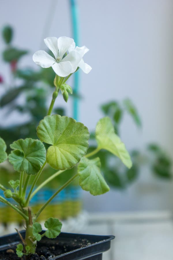 Flor blanca del Pelargonium, geranio, conocido como storksbills, planta casera foto de archivo Flor blanca del Pelargonium, geranio, conocido como storksbills, planta casera foto de archivo