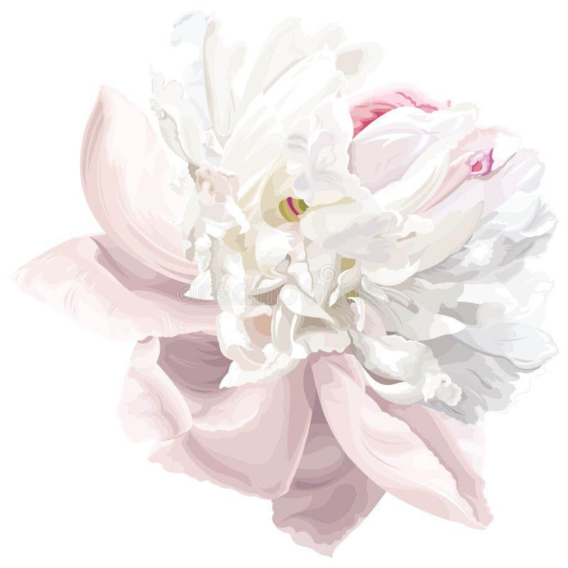 Flor blanca del peony libre illustration Flor blanca del peony libre illustration
