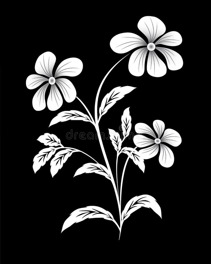 flor-blanca-en-fondo-negro-97833473.jpg