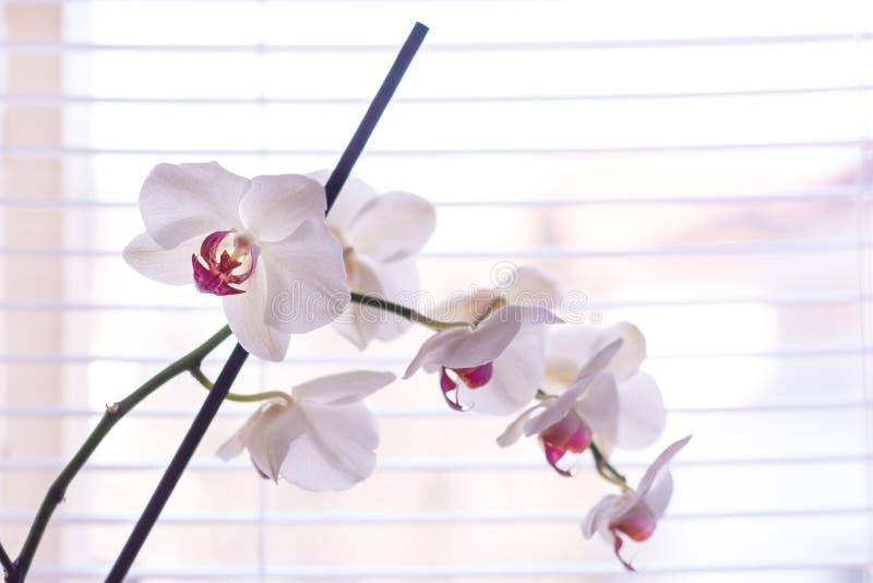 Flor blanca y rosada de la orquídea del Phalaenopsis delante de las persianas en ventana en casa foto de archivo Flor blanca y rosada de la orquídea del Phalaenopsis delante de las persianas en ventana en casa foto de archivo