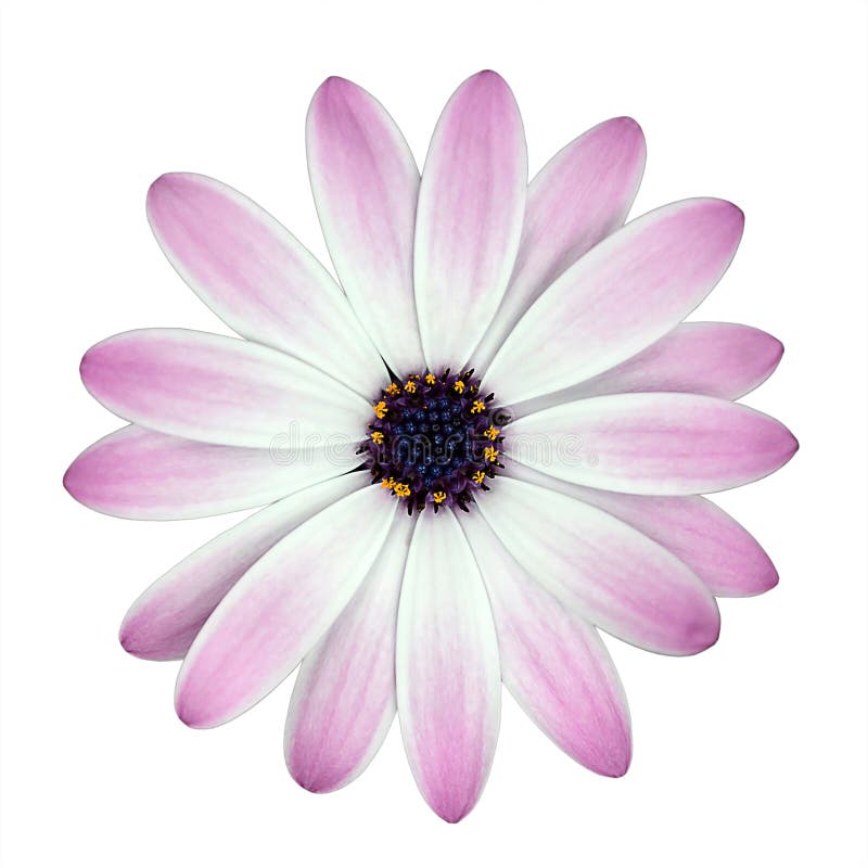 Flor blanca y rosada de Osteosperumum aislada
