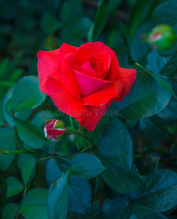 Flor bonita da rosa do vermelho Bot?es novos Folhas do verde como um fundo imagem de stock Flor bonita da rosa do vermelho Bot?es novos Folhas do verde como um fundo imagem de stock