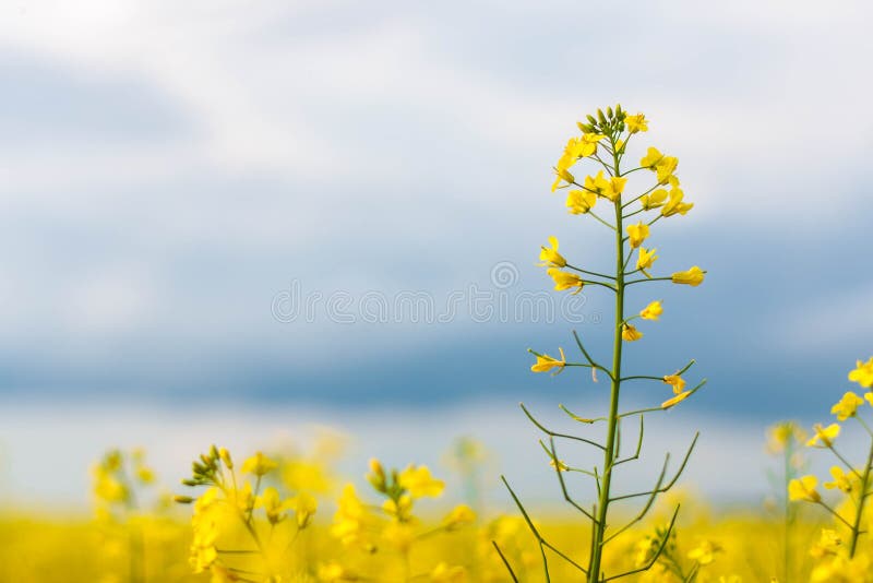 Flor bonita da violação Close-up de muitas flores do amarelo, com um borrão bonito, bokeh, foco seletivo fotos de stock Flor bonita da violação Close-up de muitas flores do amarelo, com um borrão bonito, bokeh, foco seletivo fotos de stock
