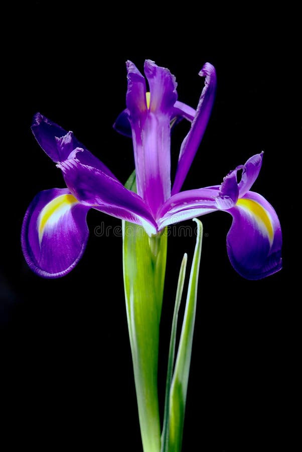 Linda flor Íris imagem de stock royalty free