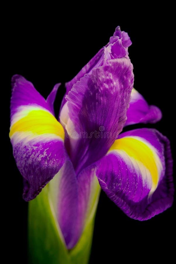 Linda flor Íris imagem de stock royalty free