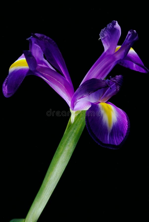 Flor bonita da íris fotografia de stock