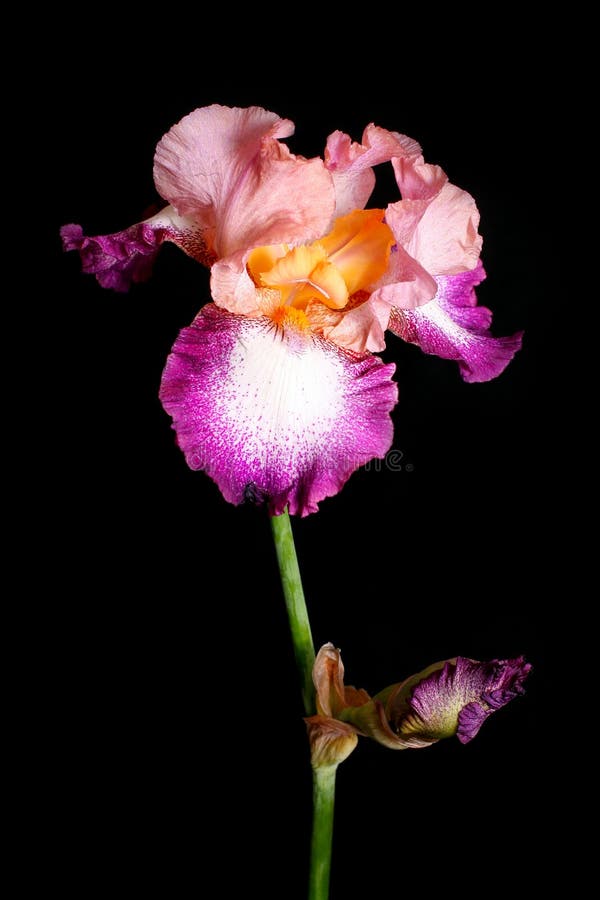 Linda flor de íris imagens de stock