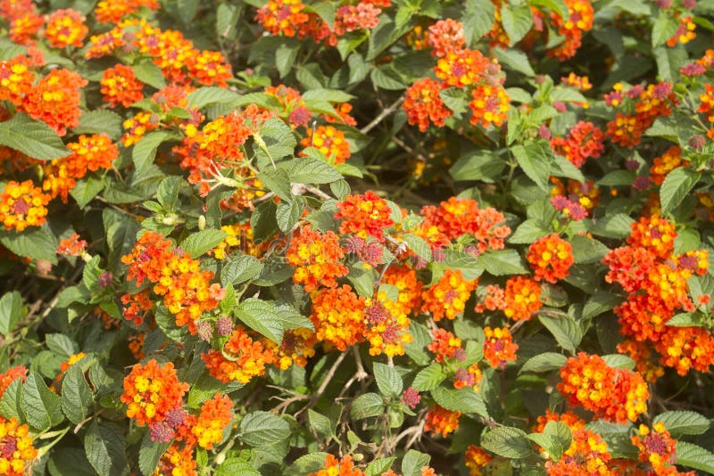 Flor Bonita E Colorida Do Lantana - Tango Foto de Stock - Imagem de pétala,  folha: 110246364