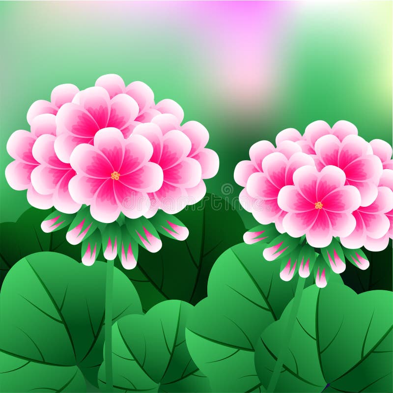 Flor bonita, grupo da ilustração de flores vermelhas bonitas do gerânio ou Pelargonium Graveolens ilustração royalty free Flor bonita, grupo da ilustração de flores vermelhas bonitas do gerânio ou Pelargonium Graveolens ilustração royalty free