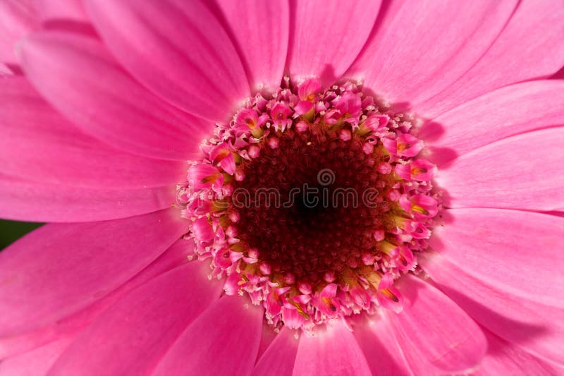 Macro photo of beautiful flower (very useful as background and icon photo). Macro photo of beautiful flower (very useful as background and icon photo)