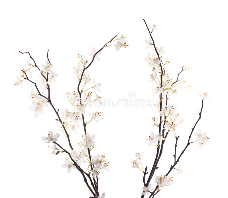 Flor Branca Artificial De Sakura Isolada Foto de Stock - Imagem de abril,  flor: 48060948