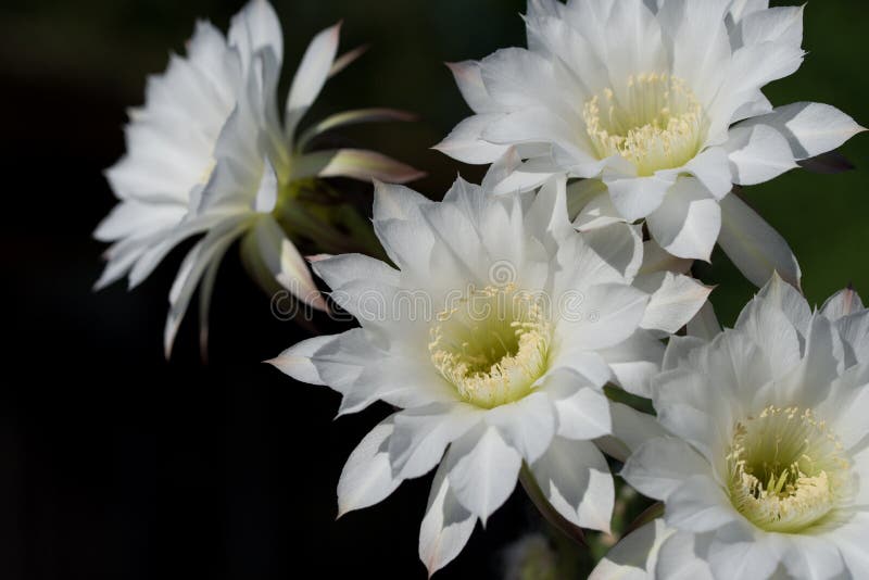 Flor Branca Bonita Do Cacto Echinopsis Que Floresce No Dia Da Luz Do Sol  Imagem de Stock - Imagem de suculento, encantador: 126640593