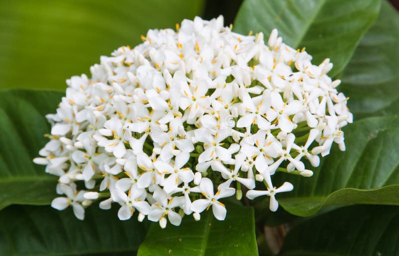 Flor Branca Bonita Do Ixora Imagem de Stock - Imagem de flor, floral:  44824667