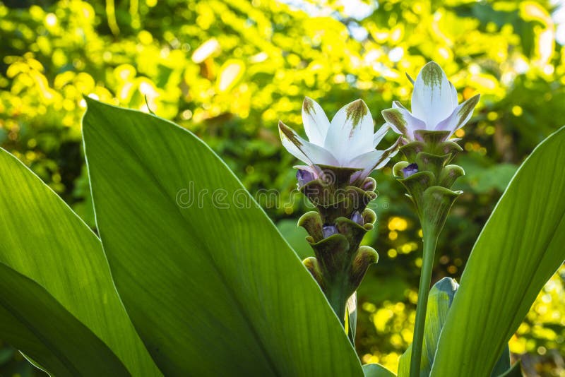 Flor branca da curcuma imagem de stock. Imagem de botânica - 153502535