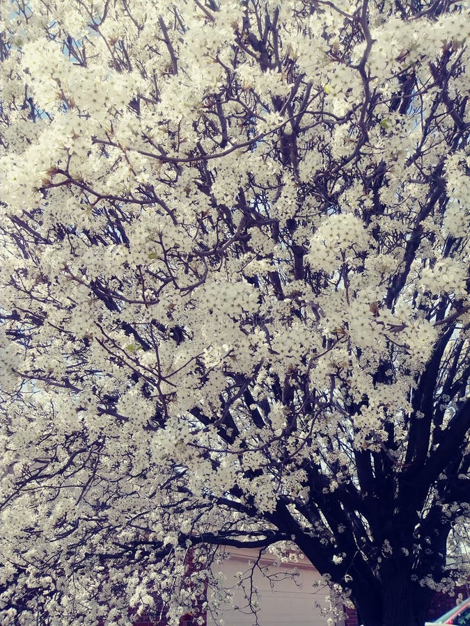Flor branca das árvores de cereja da primavera