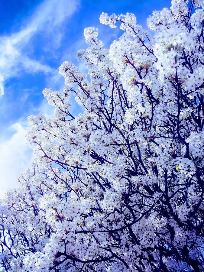 Flor branca das árvores de cereja da primavera