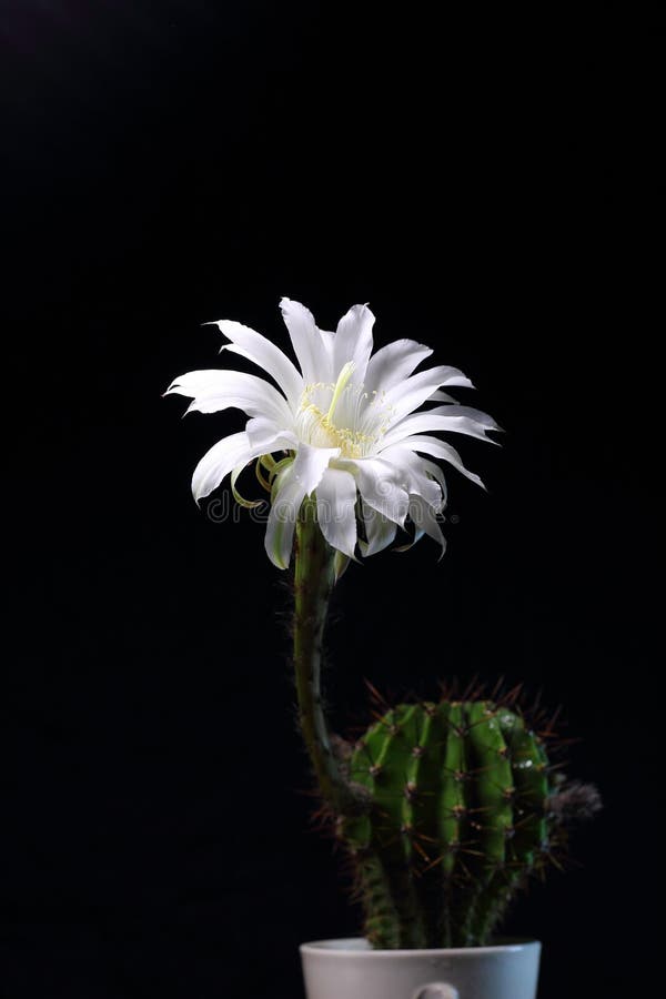 Flor Branca De Cacto De Bola Imagem de Stock - Imagem de esfera, preto:  183138523