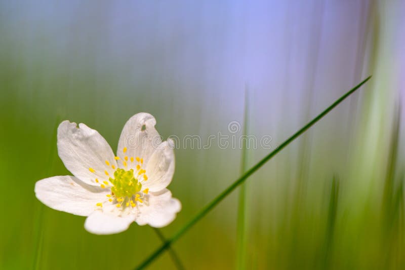 Flor branca de primavera sobre fundo de grama verde e céu azul fotografia de stock