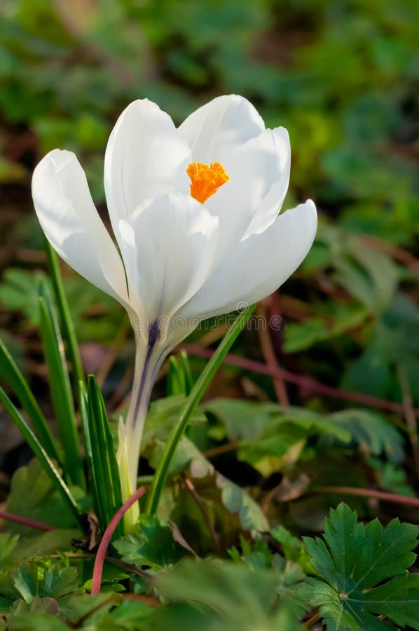 Flor branca do açafrão imagem de stock. Imagem de sazonal - 28504489